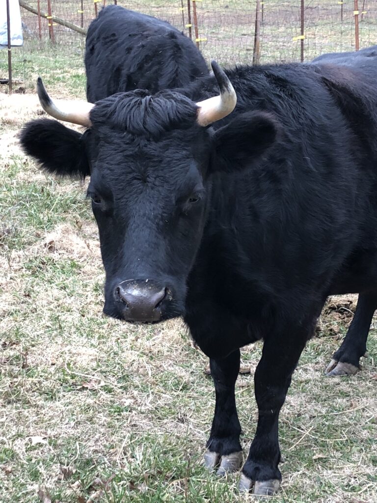 Jellybean a black cow with horns