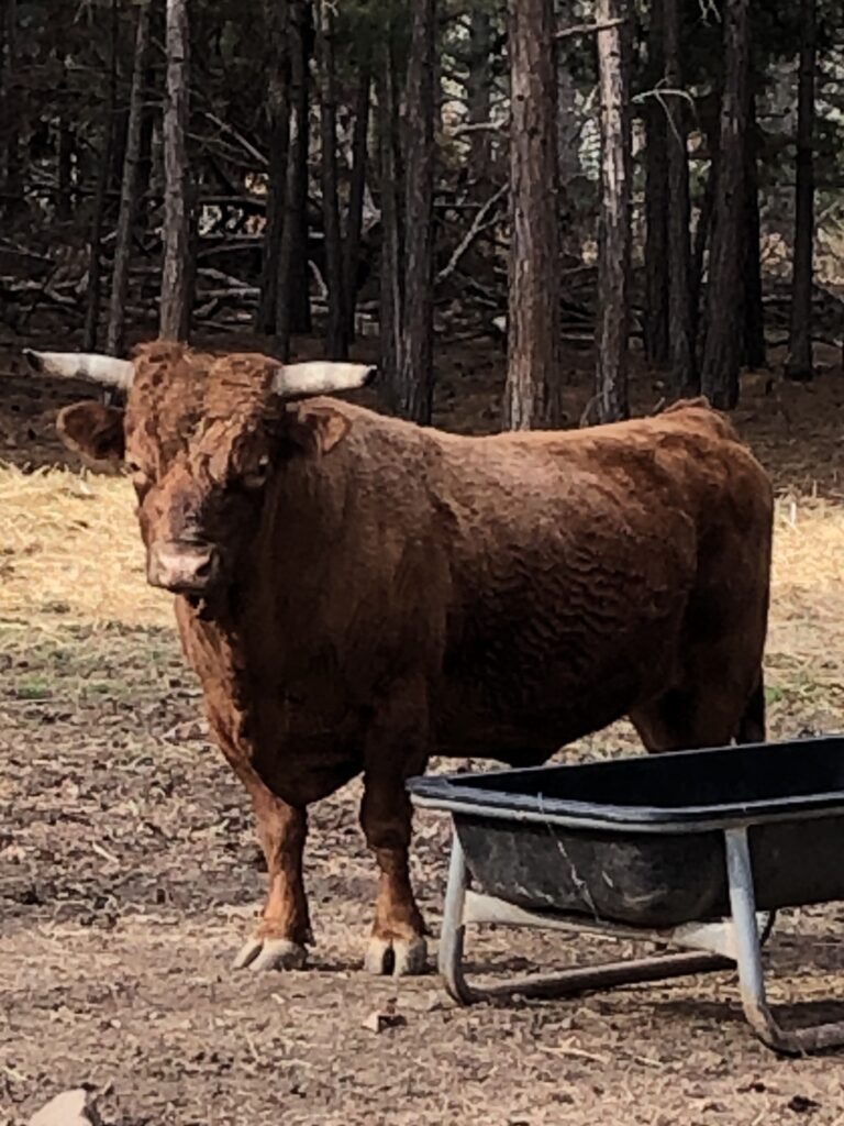 Cinder the red bull standing by a feeder