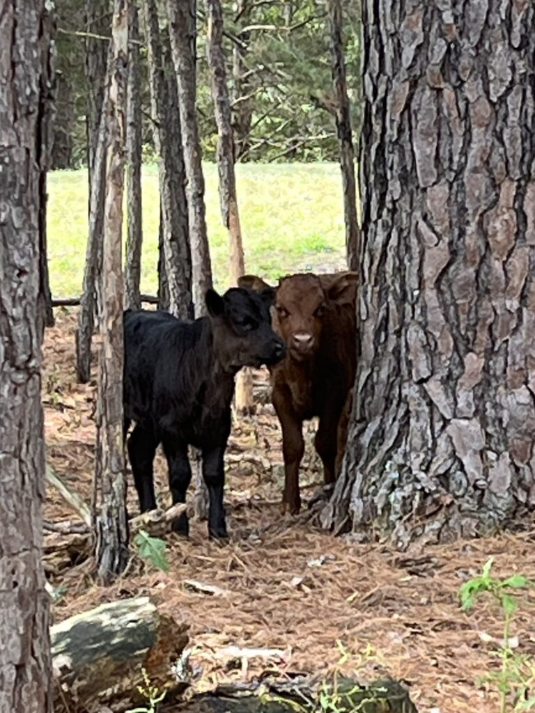 two calves in the trees