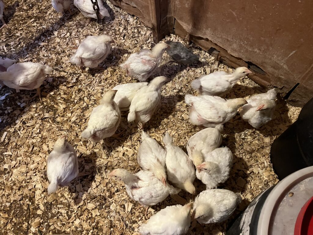 small white chickens