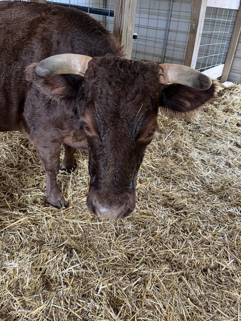 Brown Cow with horns