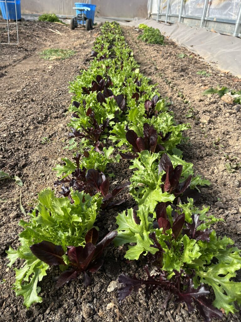 Green and Red lettuce growing in high tunnel