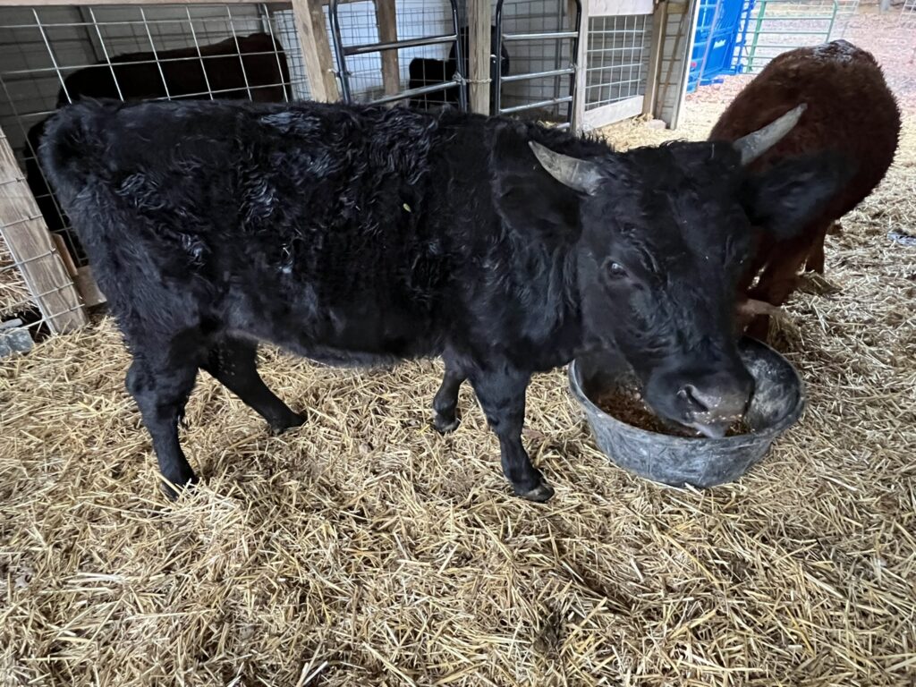 Black heifer with horns