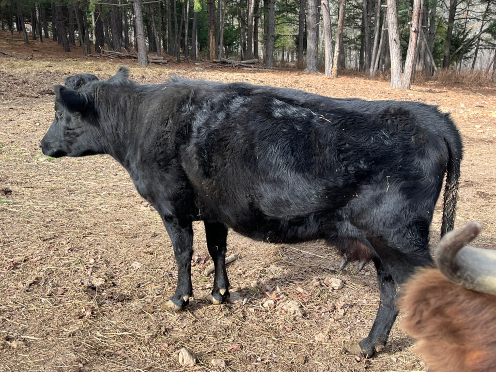 Black cow standing in field.