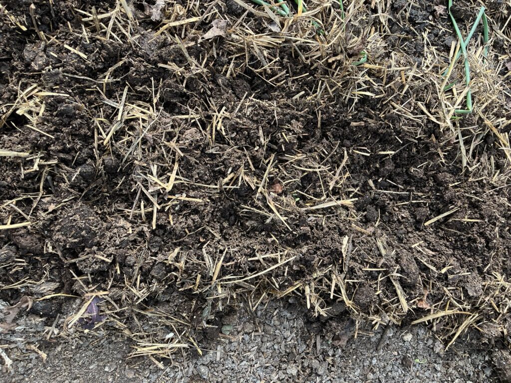 Compost on vegetable bed.