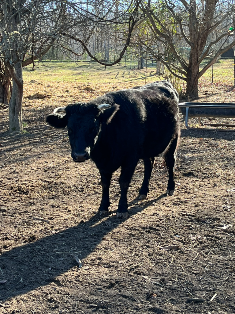 Daylight, black cow with horns