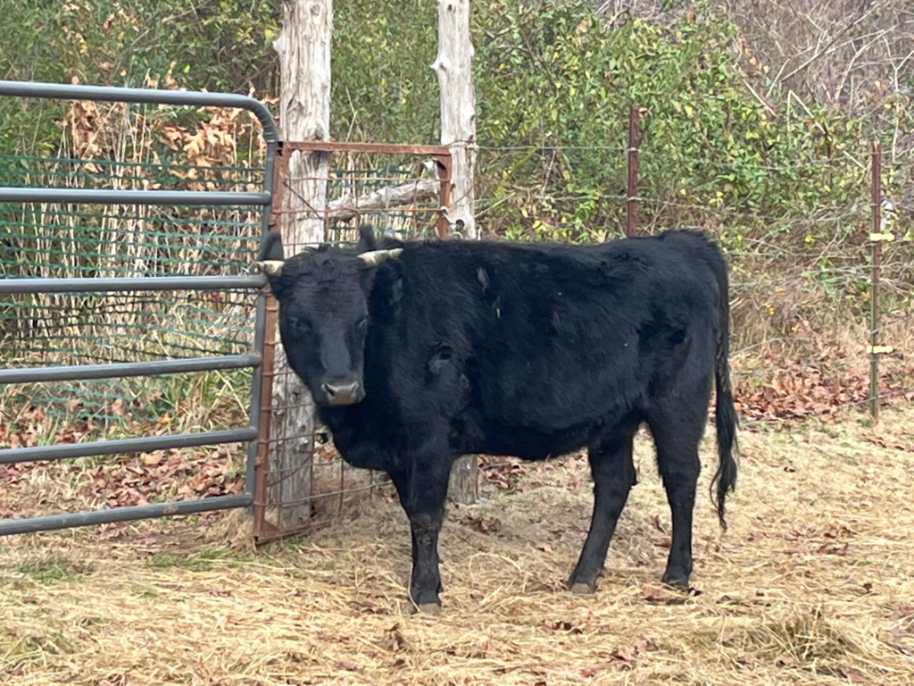 Snickers, black cow with horns 