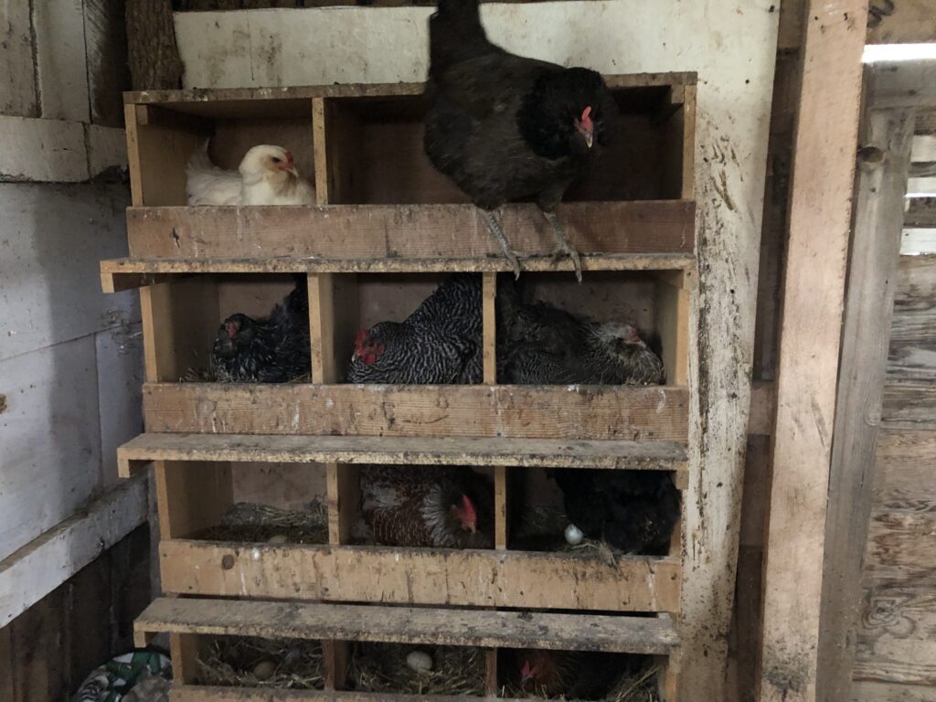 Hens in nest boxes