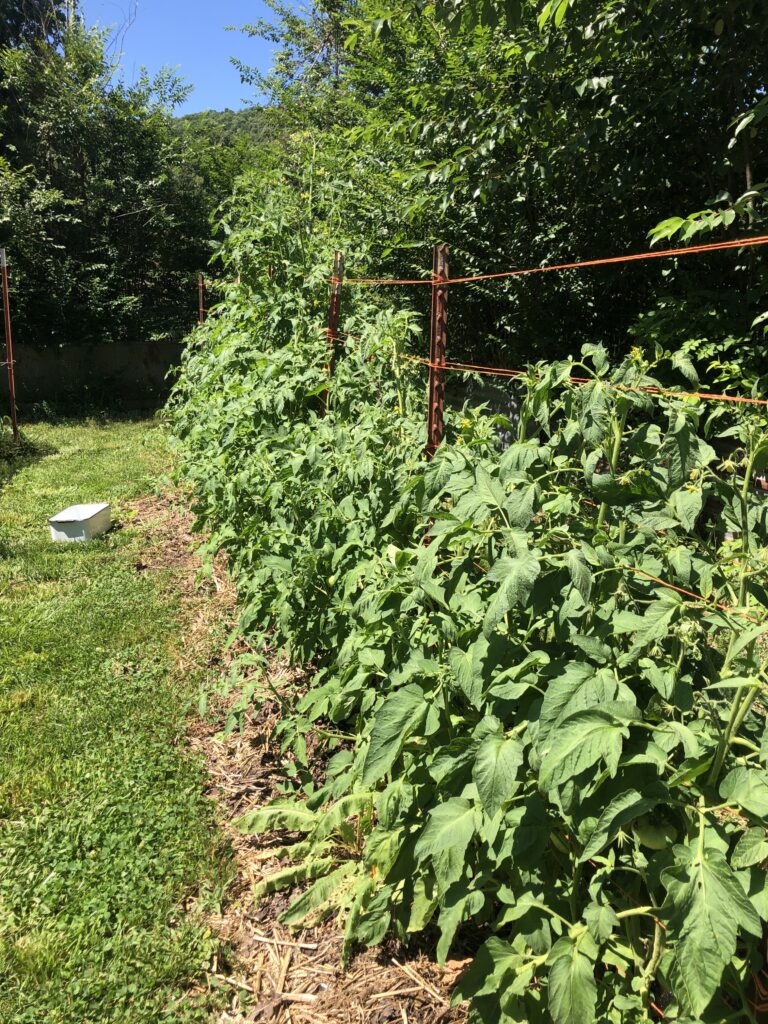 Row of tomato plants