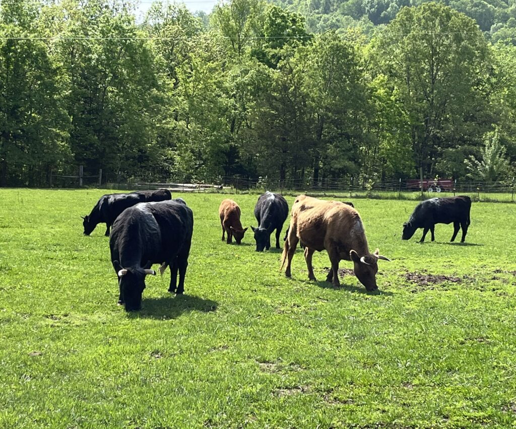 herd of cows in green fiels
